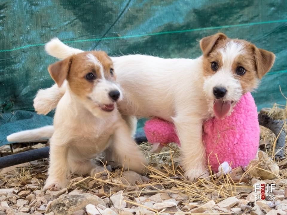 chiot Jack Russell Terrier of Malan's Rock