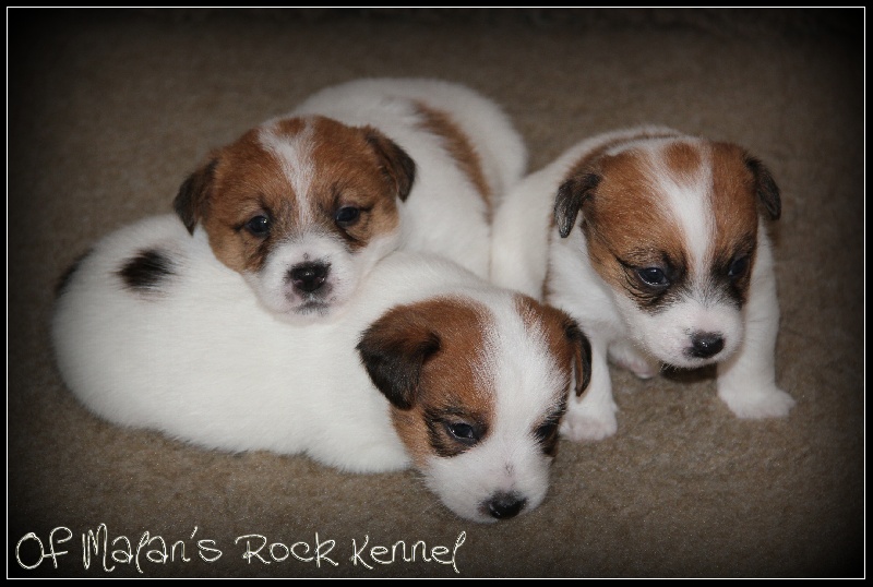 of Malan's Rock - Jack Russell Terrier - Portée née le 04/12/2012