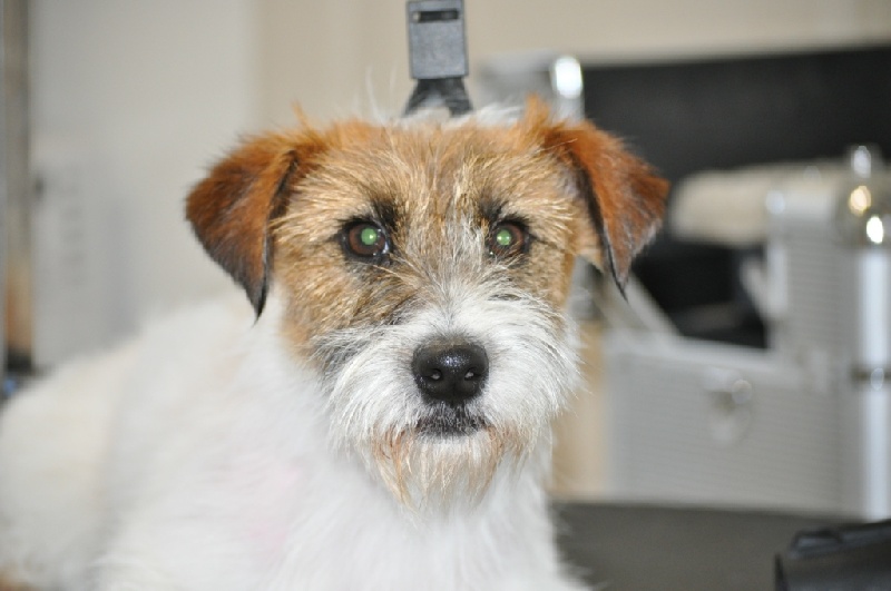 chiot Jack Russell Terrier of Malan's Rock