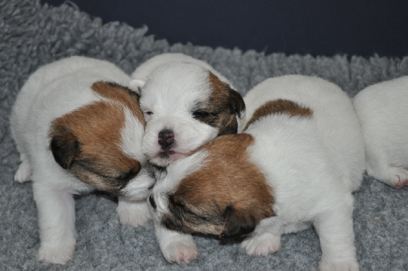 Chiots d' Elsa Whitetan Of Malan's Rock