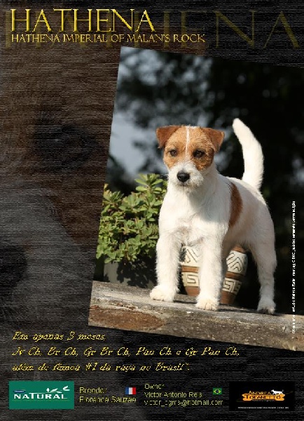 Nos plus beaux Jack Russell Of Malan's Rock !